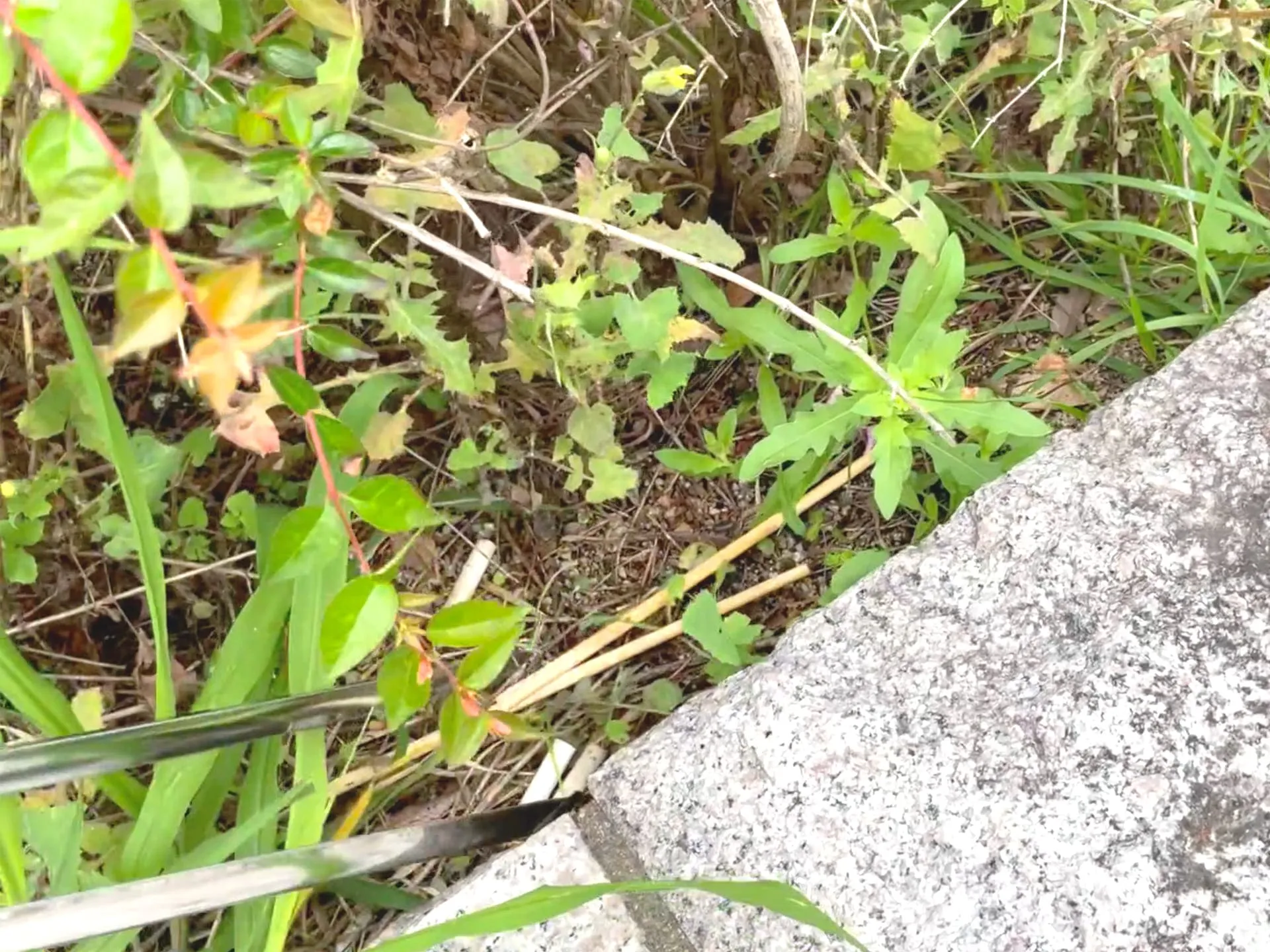 ゴミ拾いボランティア